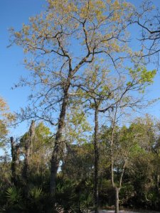 IMG_2461.jpg