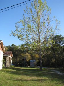 IMG_2462.jpg