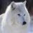 Whitewolf